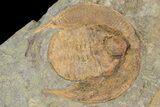 Orange Declivolithus Trilobite (Pos/Neg Split) Morocco #92483-1